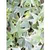 Hedera He Yellow Ripple