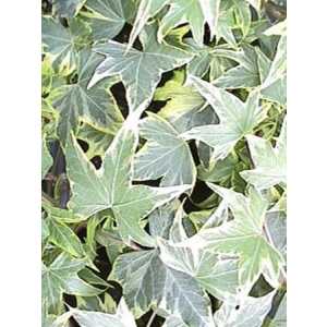 Hedera He Yellow Ripple
