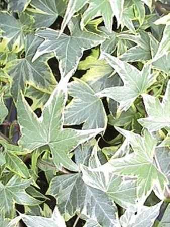 Hedera He Yellow Ripple