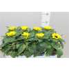 Helianthus An Sunsation