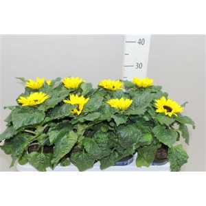 Helianthus An Sunsation