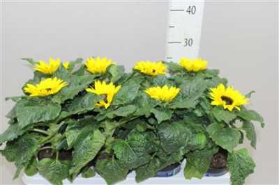 Helianthus An Sunsation