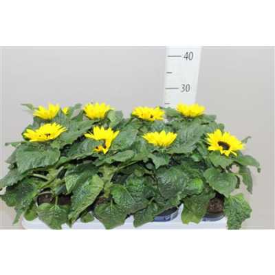 Helianthus An Sunsation