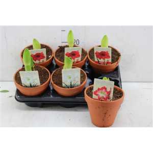 Hipp Gemengd 2 Steel Stenen Pot