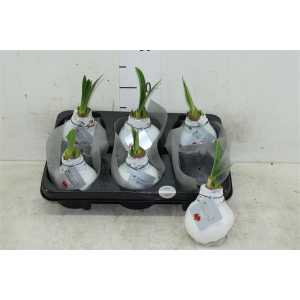 Hippeastrum Wax Wit