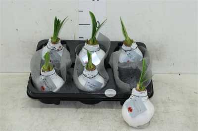 Hippeastrum Wax Wit