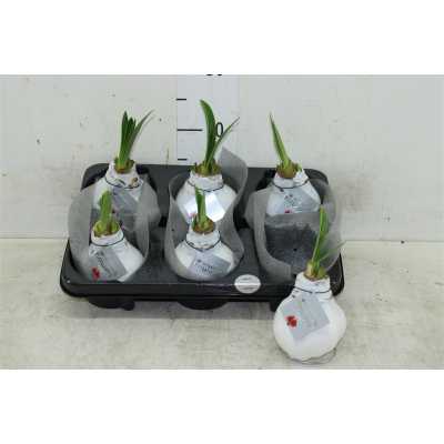 Hippeastrum Wax Wit
