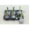 Hippeastrum Wax Zilver