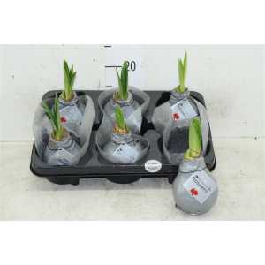 Hippeastrum Wax Zilver