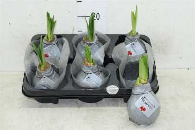 Hippeastrum Wax Zilver