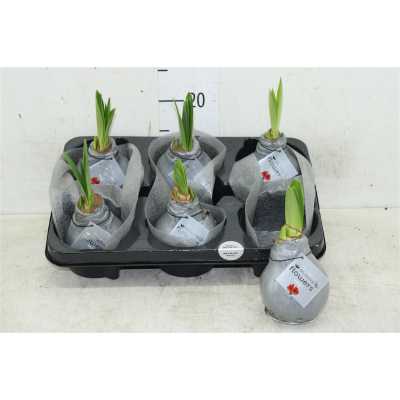 Hippeastrum Wax Zilver