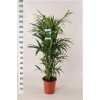 Howea Forsteriana 10pp