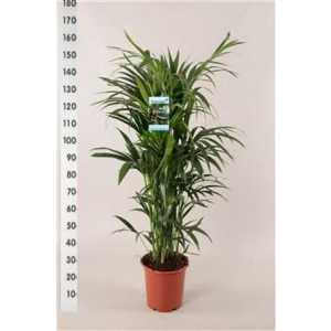 Howea Forsteriana 10pp