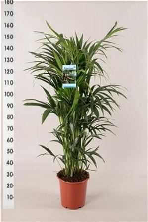 Howea Forsteriana 10pp