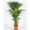 Howea Forsteriana 10pp