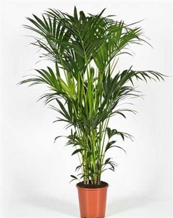 Howea Forsteriana 10pp