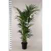 Howea Forsteriana 12pp
