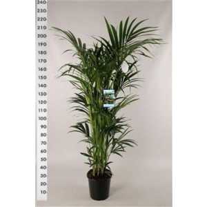 Howea Forsteriana 12pp