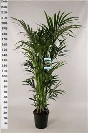Howea Forsteriana 12pp