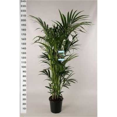 Howea Forsteriana 12pp