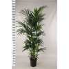 Howea Forsteriana 12pp