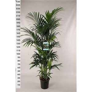 Howea Forsteriana 12pp