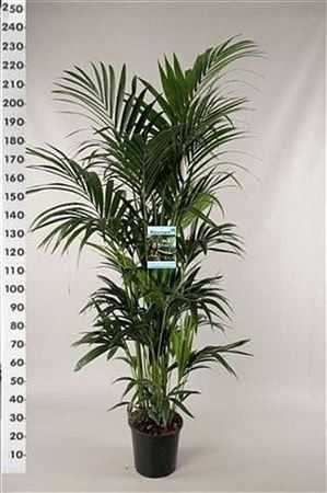 Howea Forsteriana 12pp