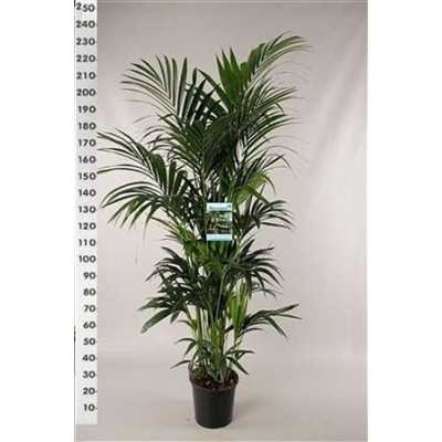 Howea Forsteriana 12pp