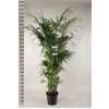 Howea Forsteriana 12pp