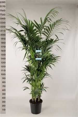 Howea Forsteriana 12pp