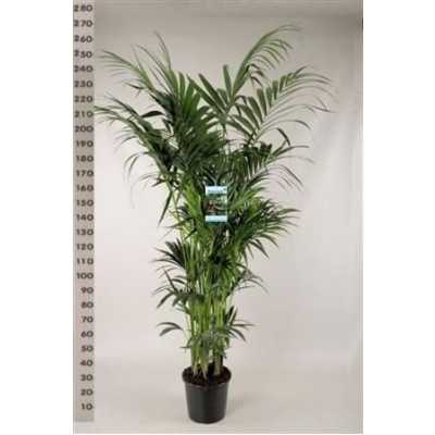 Howea Forsteriana 12pp
