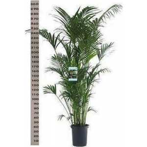 Howea Forsteriana 20pp
