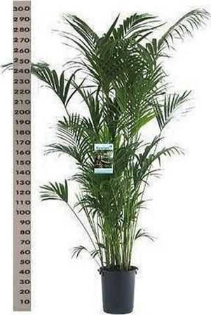Howea Forsteriana 20pp