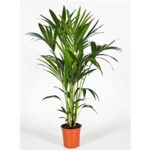 Howea Forsteriana 5pp