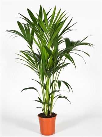 Howea Forsteriana 5pp