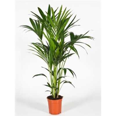 Howea Forsteriana 5pp