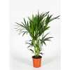Howea Forsteriana 6pp