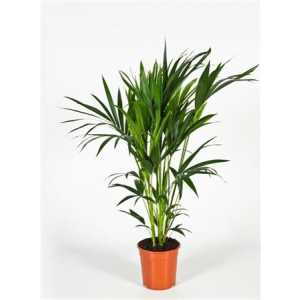 Howea Forsteriana 6pp