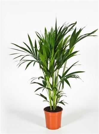 Howea Forsteriana 6pp