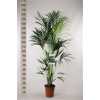 Howea Forsteriana 6pp