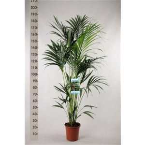 Howea Forsteriana 6pp