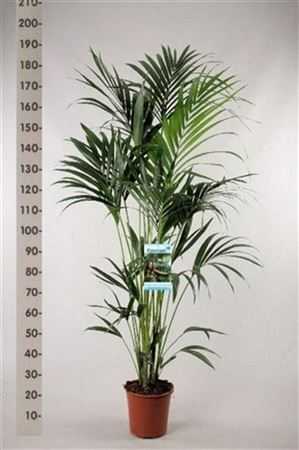Howea Forsteriana 6pp