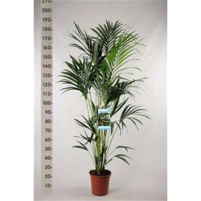 Howea Forsteriana 6pp