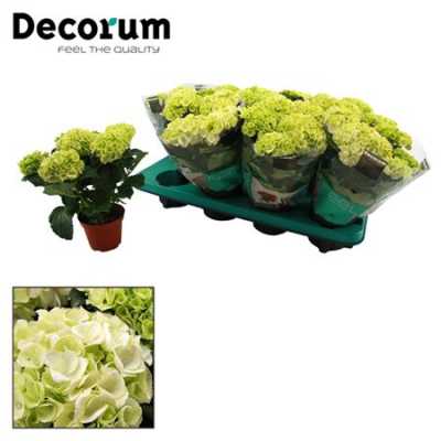 Hydrangea Clarissa Wit 3+