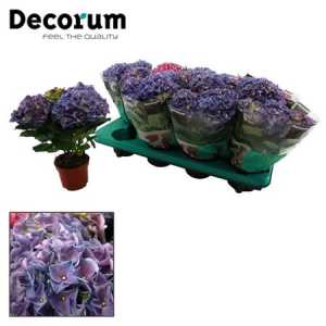 Hydrangea Early Blue 3+
