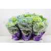 Hydrangea Early Blue 5-7
