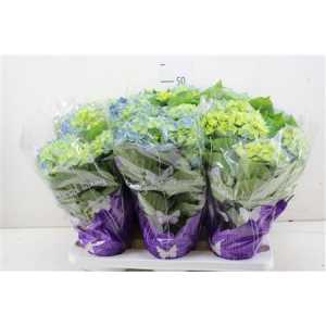 Hydrangea Early Blue 5-7