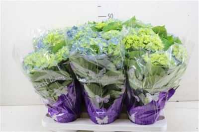 Hydrangea Early Blue 5-7