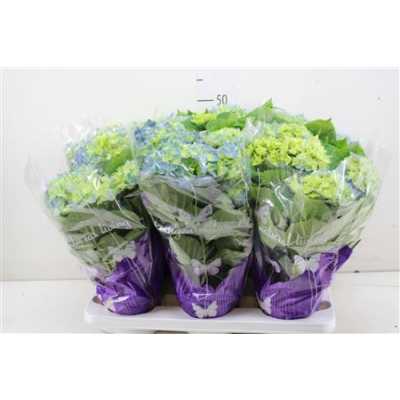 Hydrangea Early Blue 5-7