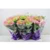 Hydrangea Early Rosa 5-7
